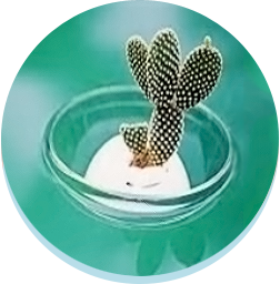 สารสะกัดจากกระบองเพชร, Cactus Extract