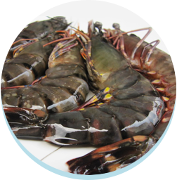 Chitosan, ไคโตซาน,ป้องกันการดูดซึมไขมัน,ย่อยสลายไขมัน,ลดความอ้วน,อยากผอม